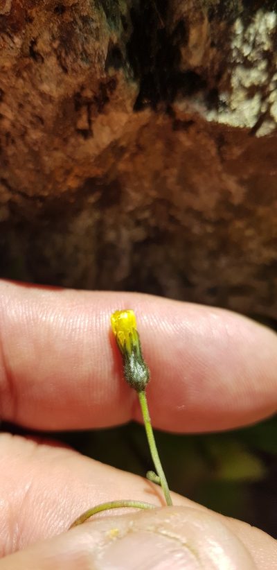 Hieracium abscissum, photographed by Eugenio Padilla