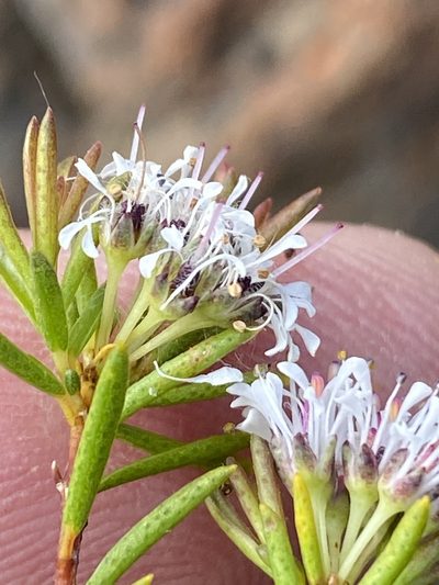 Agathosma virgata, photographed by Dave U