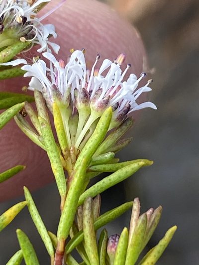 Agathosma virgata, photographed by Dave U