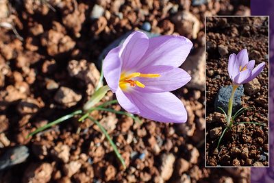 Crocus thomasii, photographed by Golfopolikayak