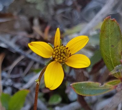 Bidens serrulata, photographed by Eugenio Padilla