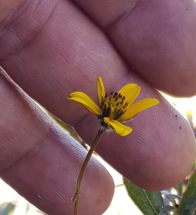 Bidens serrulata, photographed by Eugenio Padilla