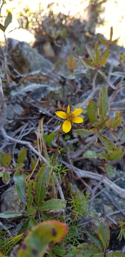 Bidens serrulata, photographed by Eugenio Padilla