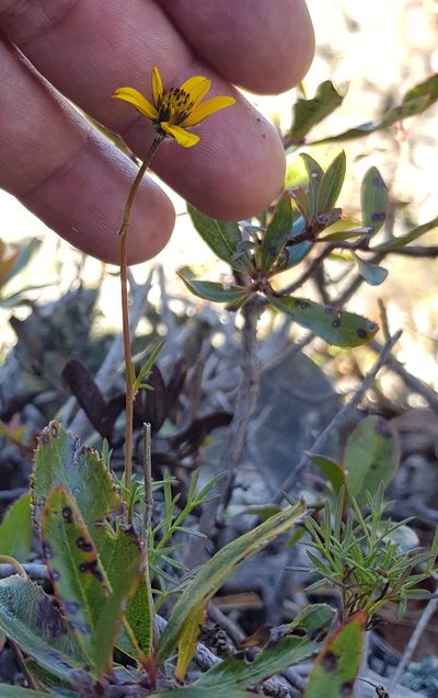 Bidens serrulata, photographed by Eugenio Padilla