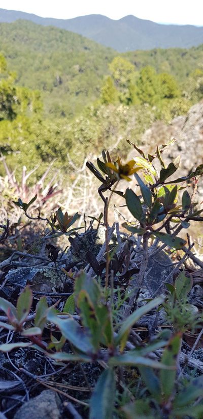 Bidens serrulata, photographed by Eugenio Padilla