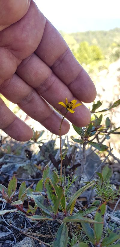 Bidens serrulata, photographed by Eugenio Padilla
