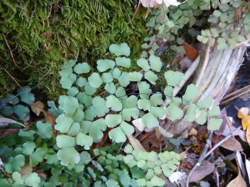 Adiantum shastense, photographed by Quinn Shemet