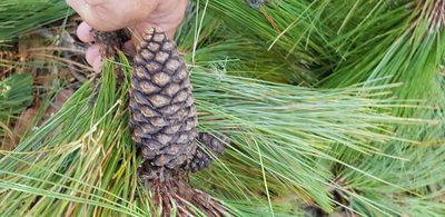 Pinus patula, photographed by Eugenio Padilla