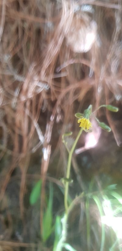Hieracium abscissum, photographed by Eugenio Padilla