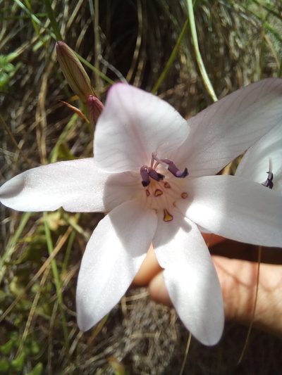 Tritonia linearifolia, photographed by kevin koen