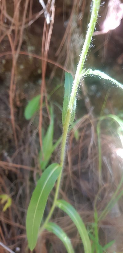 Hieracium abscissum, photographed by Eugenio Padilla