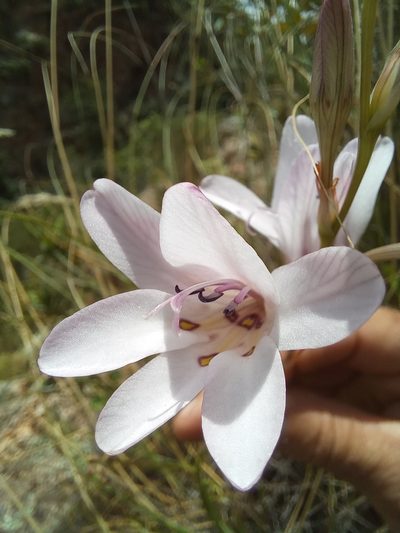 Tritonia linearifolia, photographed by kevin koen