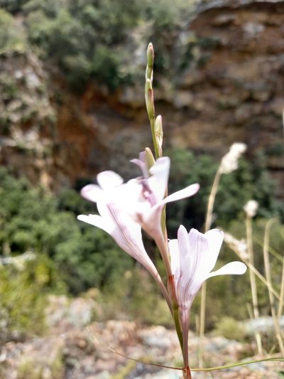 Tritonia linearifolia, photographed by kevin koen