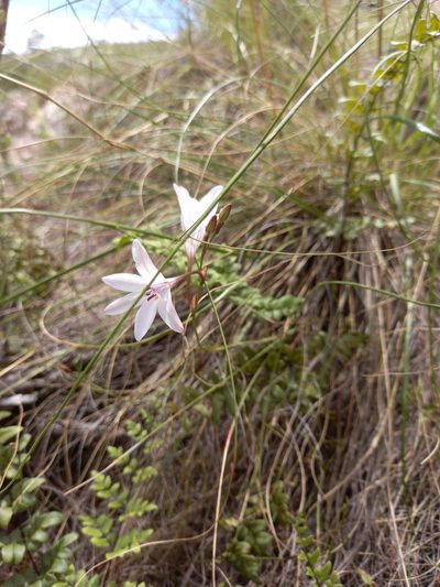 Tritonia linearifolia, photographed by kevin koen