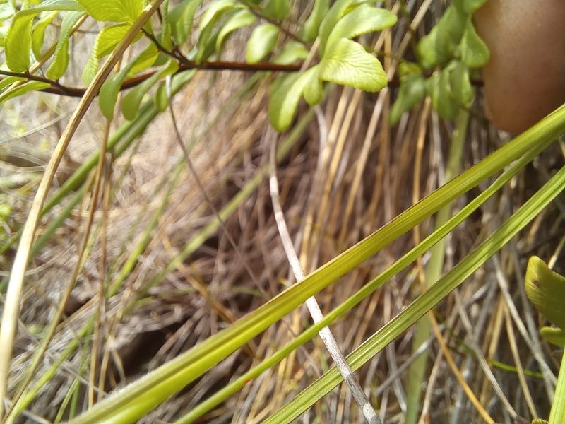 Tritonia linearifolia, photographed by kevin koen