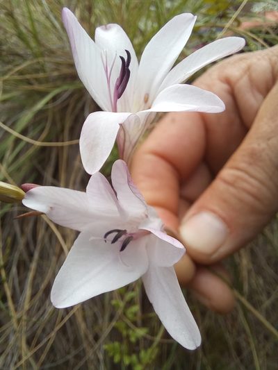 Tritonia linearifolia, photographed by kevin koen