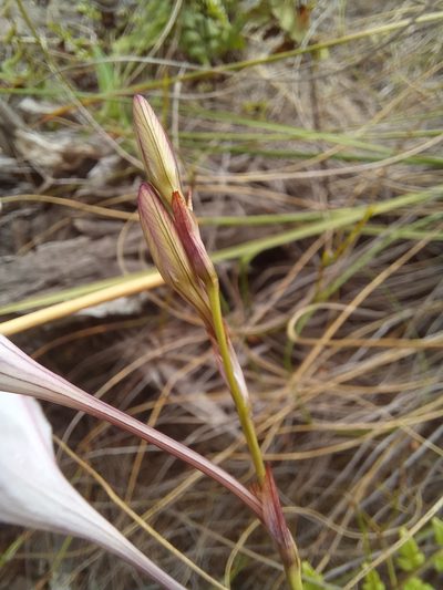 Tritonia linearifolia, photographed by kevin koen