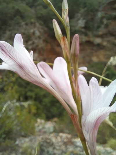 Tritonia linearifolia, photographed by kevin koen