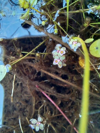 Crassula natans, photographed by kevin koen