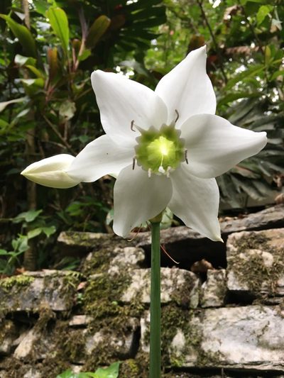 Urceolina amazonica, photographed by Adriana García Ramírez