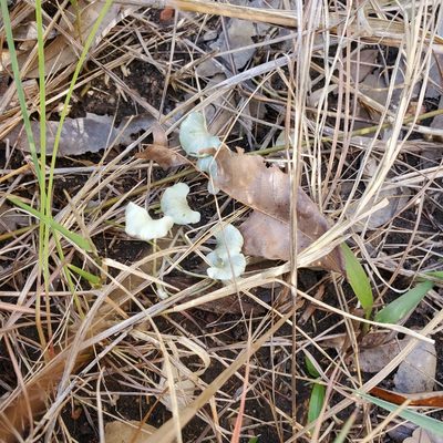 Dichondra argentea, photographed by Jack Rouse