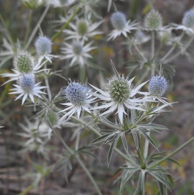 Eryngium heterophyllum, photographed by Laura Gaudette