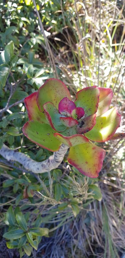 Echeveria montana, photographed by Eugenio Padilla