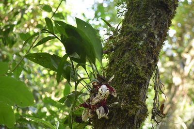 Stanhopea tigrina, photographed by Adriana García Ramírez