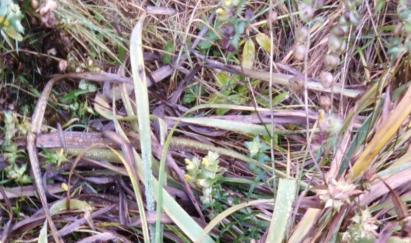 Euphrasia maximowiczii, photographed by Николай Соболев
