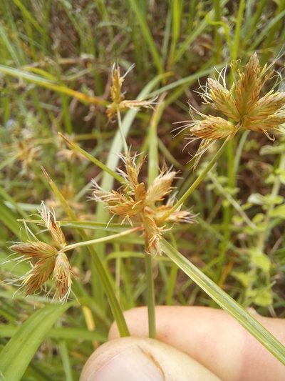 Cyperus mundii, photographed by kevin koen