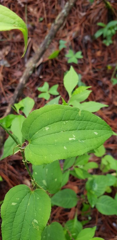 Smilax moranensis, photographed by Eugenio Padilla