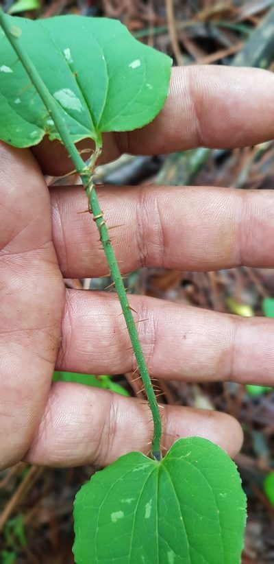 Smilax moranensis, photographed by Eugenio Padilla