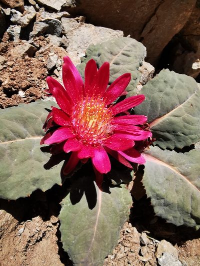 Pachylaena atriplicifolia, photographed by Aira Francisca Faúndez Fallau