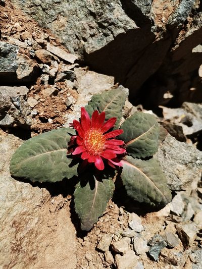 Pachylaena atriplicifolia, photographed by Aira Francisca Faúndez Fallau