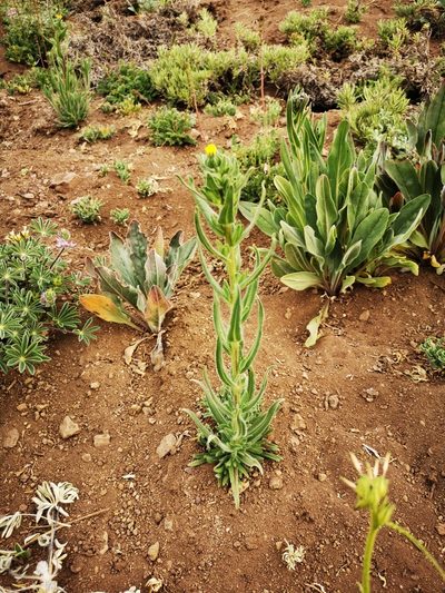 Madia chilensis, photographed by Aira Francisca Faúndez Fallau
