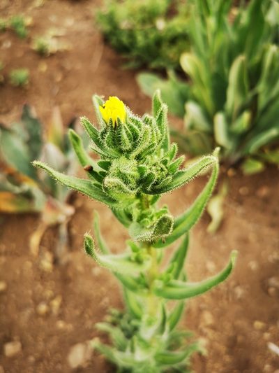 Madia chilensis, photographed by Aira Francisca Faúndez Fallau