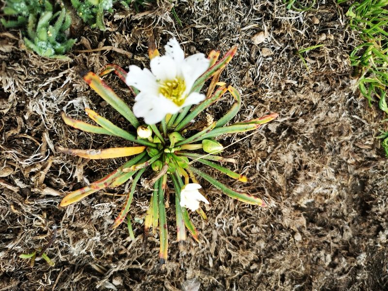 Calandrinia affinis, photographed by Aira Francisca Faúndez Fallau
