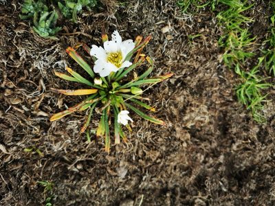 Calandrinia affinis, photographed by Aira Francisca Faúndez Fallau