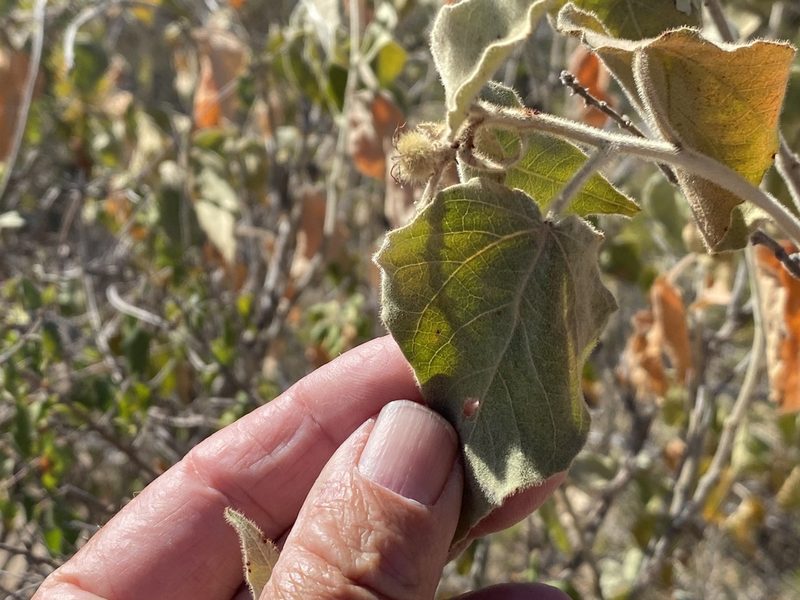 Croton magdalenae, photographed by Jim Riley