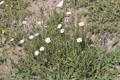 Bouchetia anomala, photographed by aacocucci