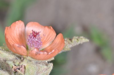 Sphaeralcea cordobensis, photographed by aacocucci