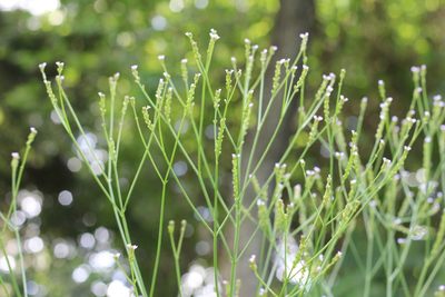 Verbena montevidensis, photographed by Romi Galeota Lencina
