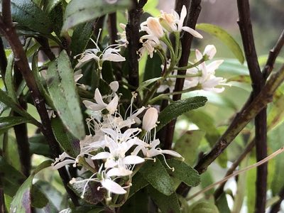 Leionema nudum, photographed by Mamakan