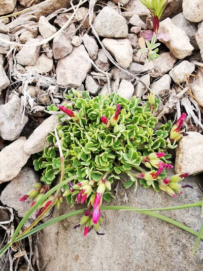 Oxalis squamata, photographed by Aira Francisca Faúndez Fallau