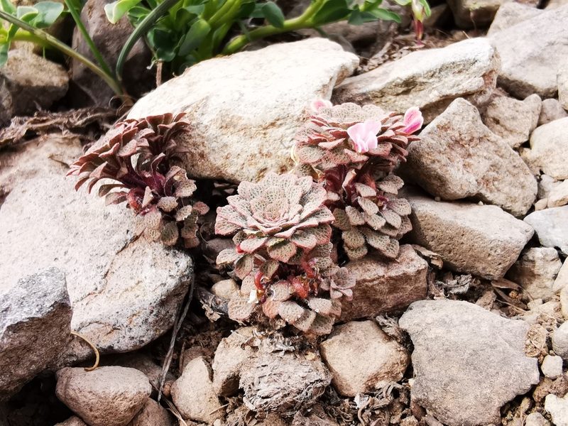 Viola microphylla, photographed by Aira Francisca Faúndez Fallau