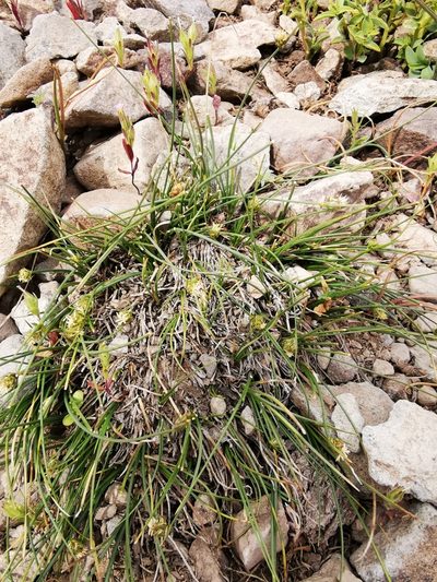 Carex andina, photographed by Aira Francisca Faúndez Fallau