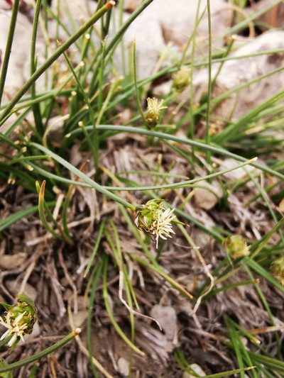 Carex andina, photographed by Aira Francisca Faúndez Fallau