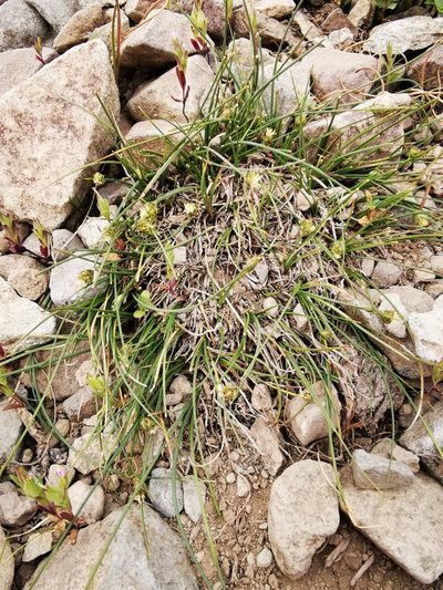 Carex andina, photographed by Aira Francisca Faúndez Fallau