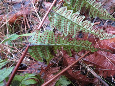 Dryopteris clintoniana, photographed by Micki Colbeck