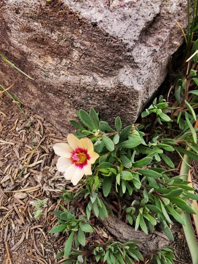 Montiopsis andicola, photographed by Aira Francisca Faúndez Fallau